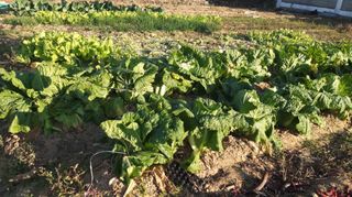 M세대로님의 자유주제 · 자유게시판 작성글 사진