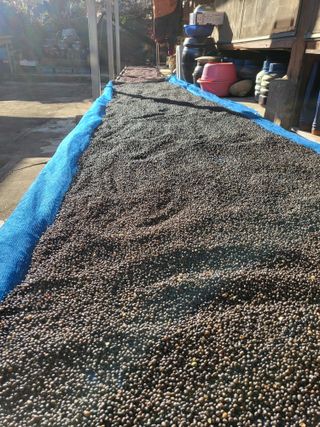 청양 산골꾸찌뽕 님의 자유주제 · 자유게시판 작성글 사진