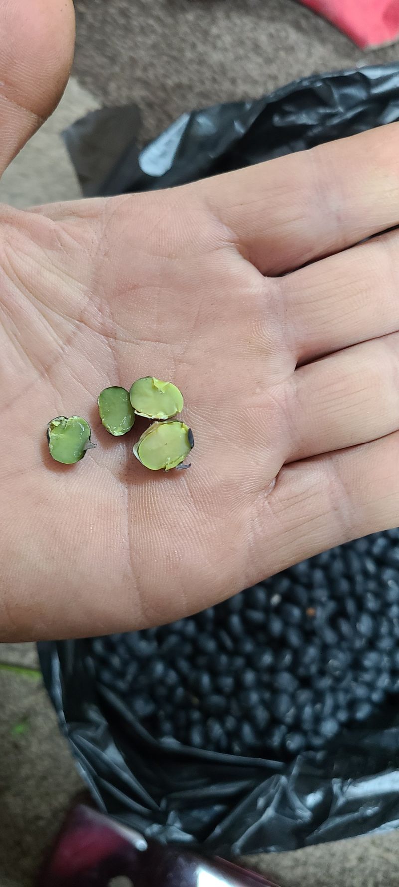 신동익님의 장터 판매 상품 [서리태검은콩] 첨부 사진