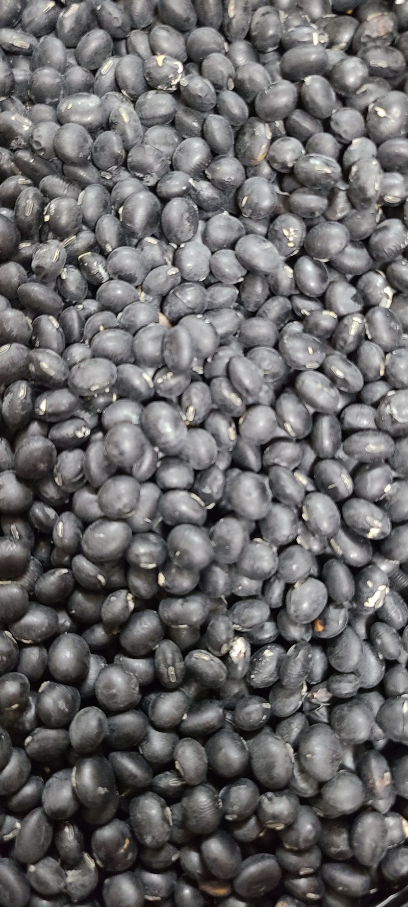 신동익님의 장터 판매 상품 [서리태검은콩] 첨부 사진