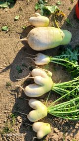 팜모닝 우리집 김장 자랑하기·참여글 게시글 이미지