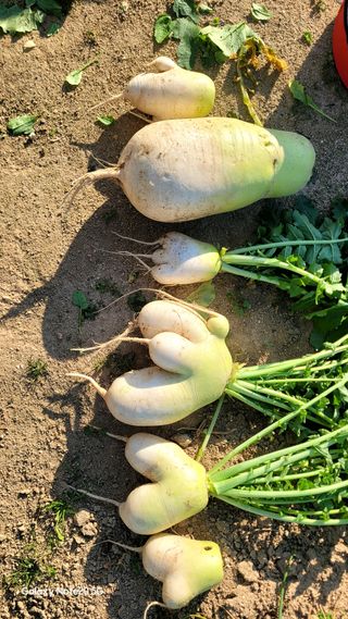 블랙타이거님의 우리집 김장 자랑하기 · 참여글 작성글 사진