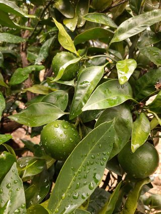 양애숙님의 자유주제 · 자유게시판 작성글 사진