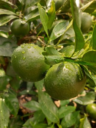 양애숙님의 자유주제 · 자유게시판 작성글 사진