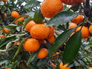 양애숙님의 자유주제 · 자유게시판 작성글 사진