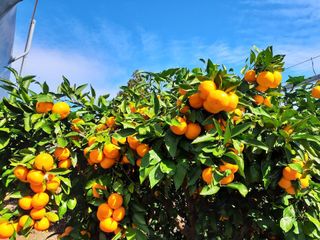 양애숙님의 자유주제 · 자유게시판 작성글 사진