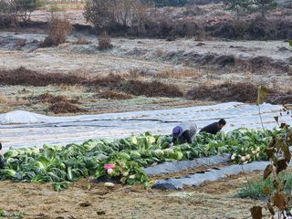 한상숙님의 우리집 김장 자랑하기 · 참여글 작성글 사진