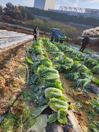 한상숙님의 우리집 김장 자랑하기 · 참여글 작성글 사진