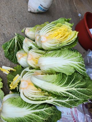 한상숙님의 우리집 김장 자랑하기 · 참여글 작성글 사진