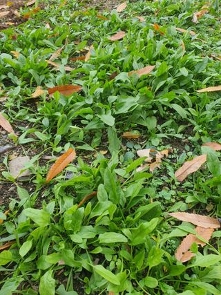 배추16255님의 시금치 · 영농일지 작성글 사진