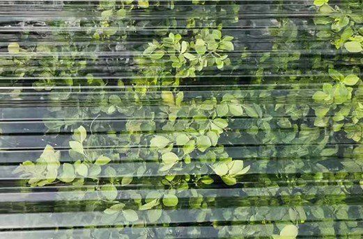 봉주르님의 장터 판매 상품 [폴리카보나이트 지붕자재 팝니다] 첨부 사진