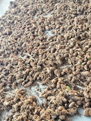 최갑수 님의 기타작물 · 영농일지 작성글 사진