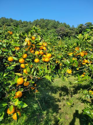 서귀포달코롬감귤농원님의 귤 · 일상 작성글 사진