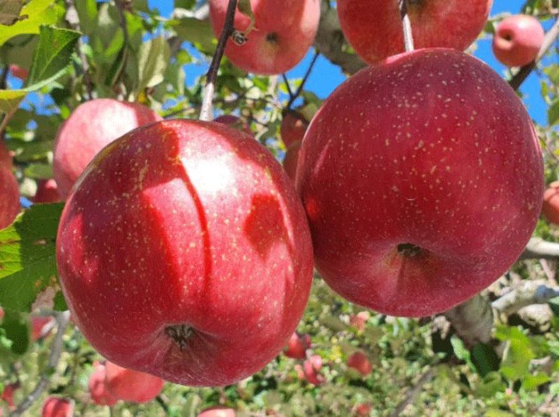 뿌리묘목농원님의 장터 판매 상품 [ 부사 사과 이중접목1년생 (특묘)] 첨부 사진