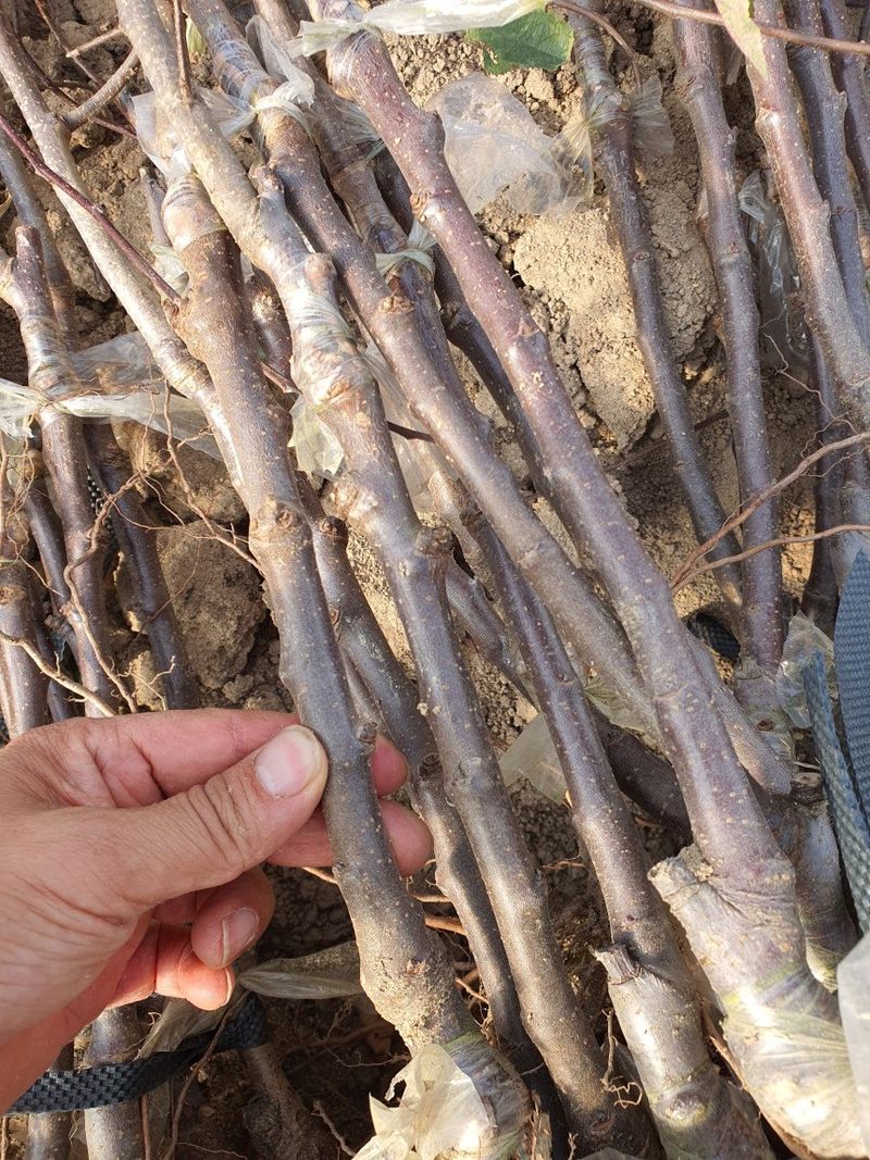 뿌리묘목농원님의 장터 판매 상품 [ 부사 사과 이중접목1년생 (특묘)] 첨부 사진