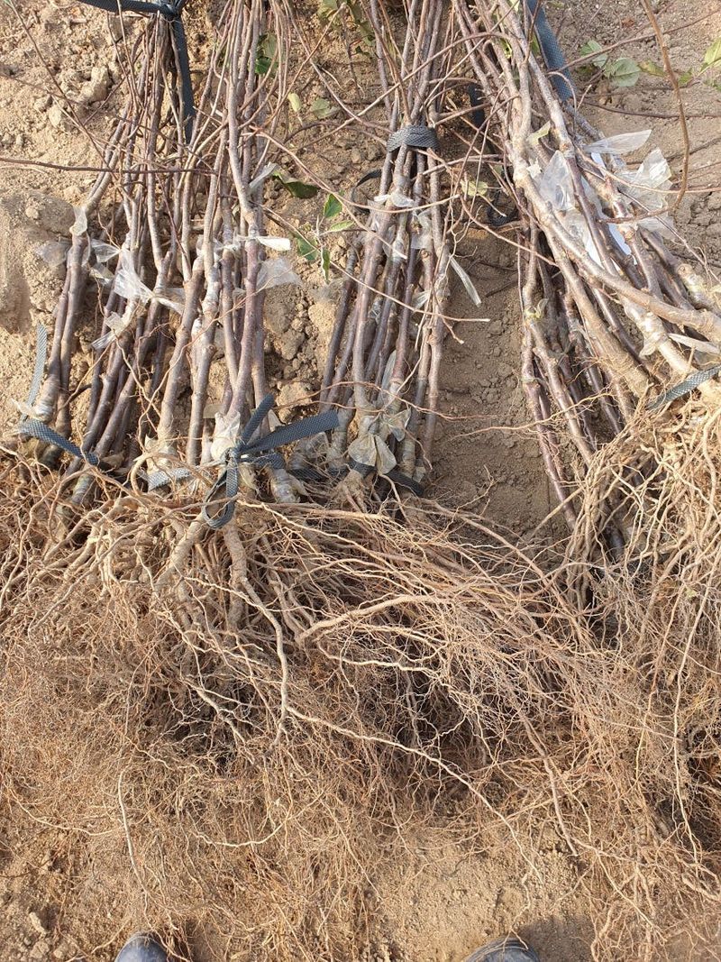 뿌리묘목농원님의 장터 판매 상품 [홍로사과 이중접목1년생 (특묘)] 첨부 사진