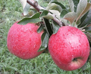 뿌리묘목농원님의 작성글 사진