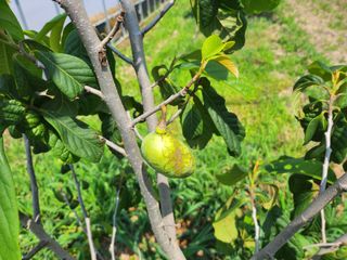 장수하늘소님의 기타작물 · 영농일지 작성글 사진