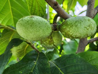 장수하늘소님의 기타작물 · 영농일지 작성글 사진