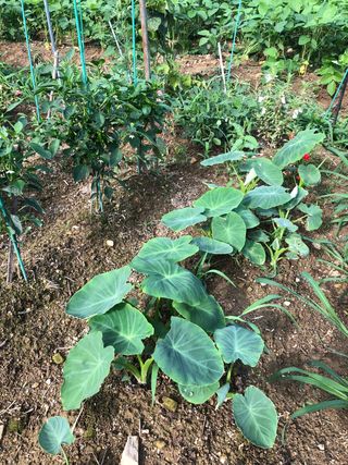 지안이/손주농장주인님의 팜모닝 · 출석 작성글 사진