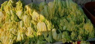 행복한사피님의 우리집 김장 자랑하기 · 참여글 작성글 사진