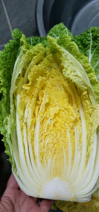 범이님의 우리집 김장 자랑하기 · 참여글 작성글 사진