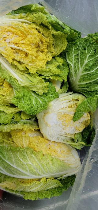 범이님의 우리집 김장 자랑하기 · 참여글 작성글 사진