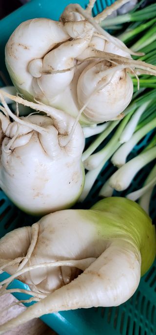 범이님의 우리집 김장 자랑하기 · 참여글 작성글 사진