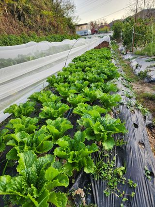 임철규님의 상추 · 영농일지 작성글 사진