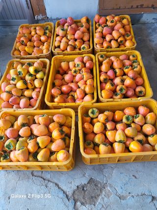 김옥열님의 자유주제 · 자유게시판 작성글 사진