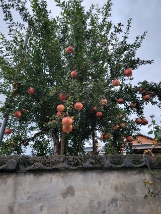 김옥열님의 자유주제 · 자유게시판 작성글 사진
