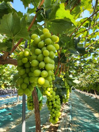 김옥열님의 자유주제 · 자유게시판 작성글 사진