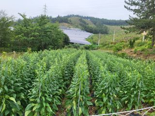김옥열님의 자유주제 · 자유게시판 작성글 사진