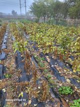 팜모닝 자유주제·자유게시판 게시글 이미지