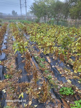 김옥열님의 자유주제 · 자유게시판 작성글 사진