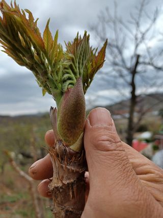 무료지식나눔 팜닥터님의 자유주제 · 자유게시판 작성글 사진