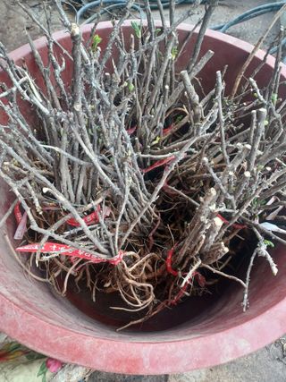 무료지식나눔 팜닥터님의 자유주제 · 자유게시판 작성글 사진