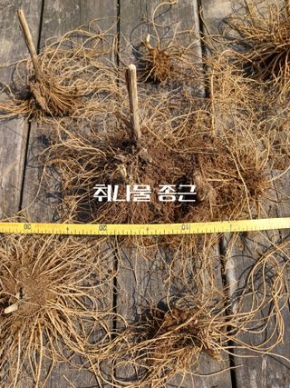 무료지식나눔 팜닥터님의 자유주제 · 자유게시판 작성글 사진