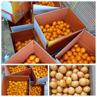서귀포달코롬감귤농원님의 귤 · 시세•판로 작성글 사진