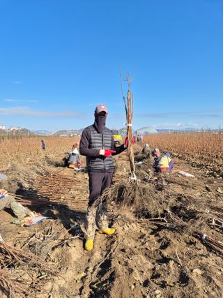 우리농원님의 감 · 영농일지 작성글 사진
