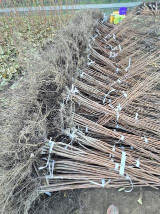 우리농원님의 감 · 영농일지 작성글 사진