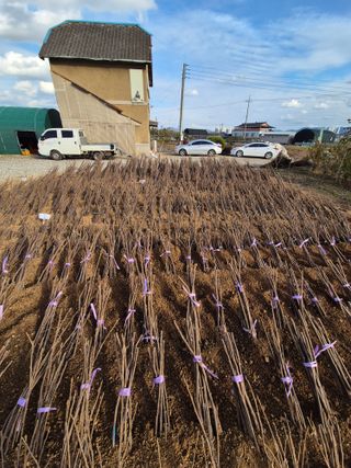 우리농원님의 감 · 영농일지 작성글 사진