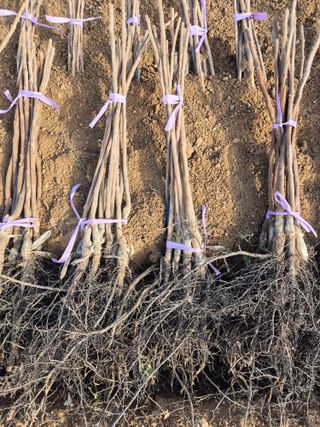 우리농원님의 감 · 영농일지 작성글 사진