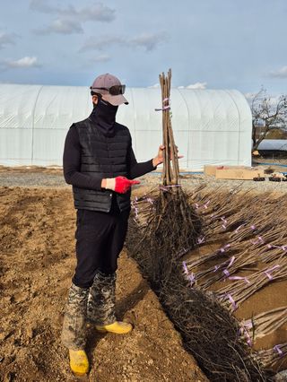 우리농원님의 감 · 영농일지 작성글 사진
