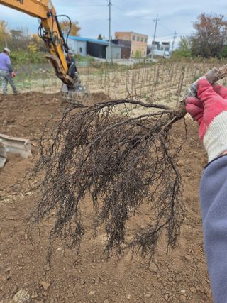 우리농원님의 감 · 영농일지 작성글 사진