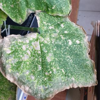 도시농부임님의 호박 · 병해충상담 작성글 사진