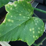 팜모닝 호박·병해충상담 게시글 이미지