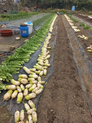 희야님의 배추 · 영농일지 작성글 사진