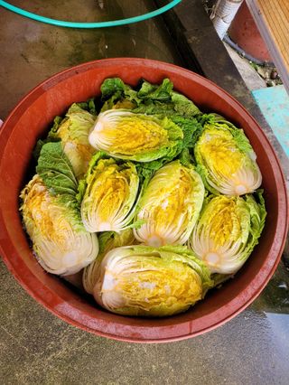 김선옥님의 배추 · 영농일지 작성글 사진