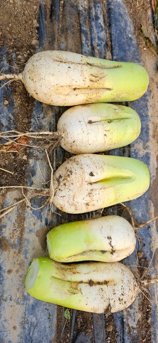 양주박씨농장님의 자유주제 · 자유게시판 작성글 사진